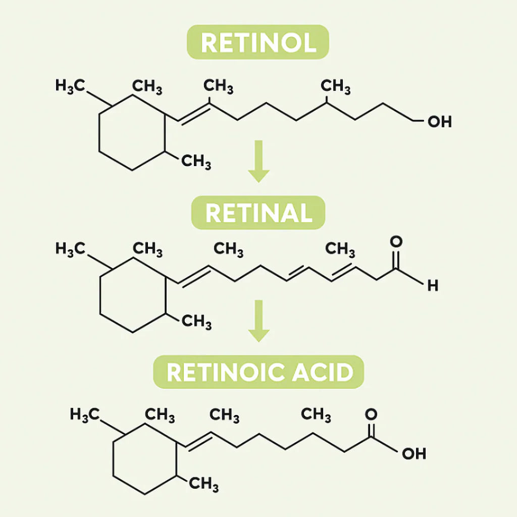 Retinal™ — Soin Lissant Anti-Rides Nouvelle Génération · Visage, Cou & Corps